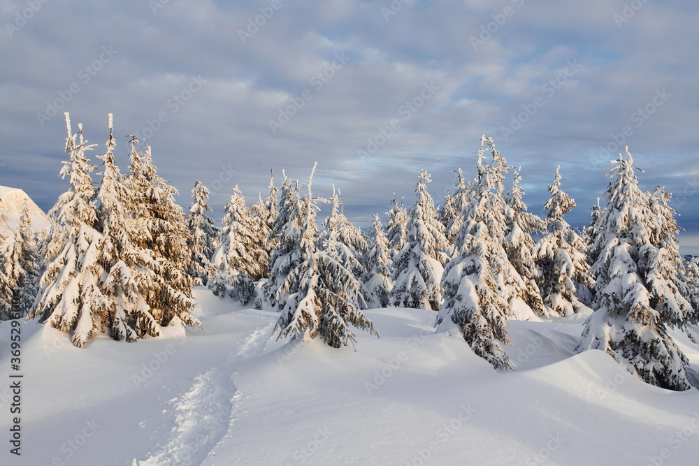 Cloudy sky. Magical winter landscape with snow covered trees at daytime Cloudy sky. Magical winter landscape with snow covered trees at daytime