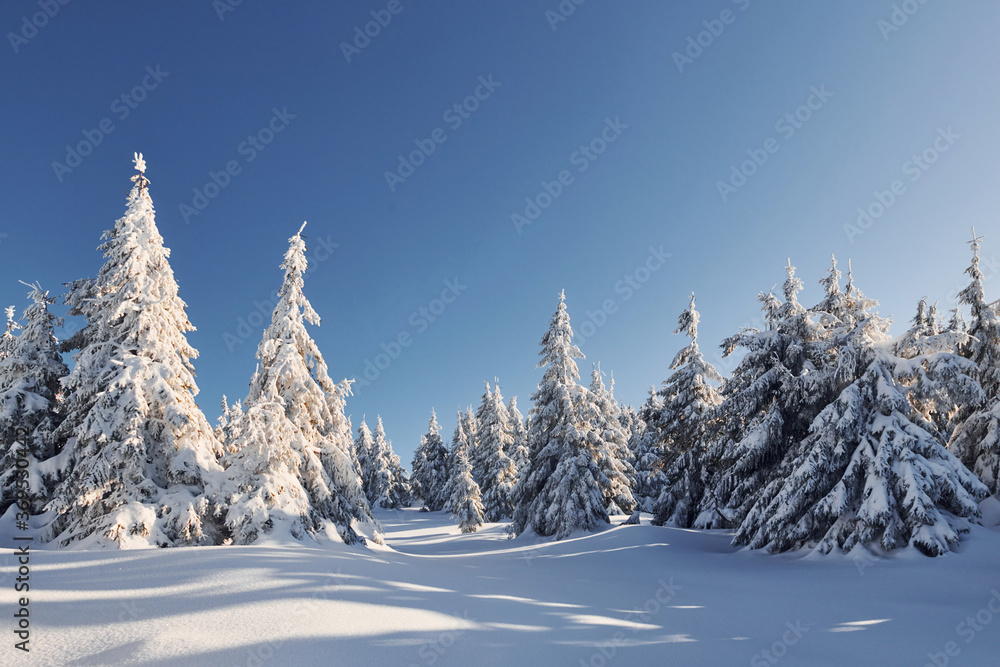 Obraz premium Sunny weather. Magical winter landscape with snow covered trees at daytime