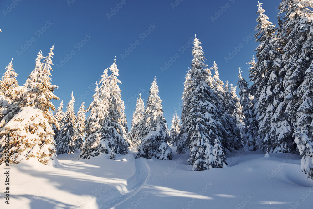 Sunny weather. Magical winter landscape with snow covered trees at daytime Sunny weather. Magical winter landscape with snow covered trees at daytime