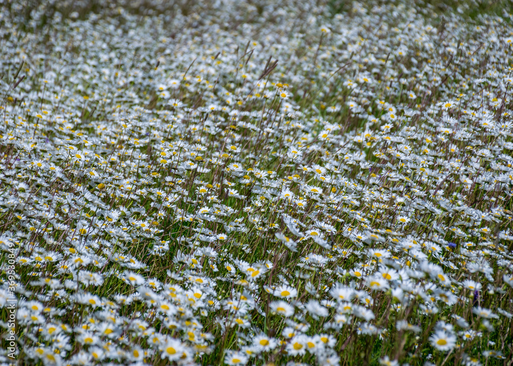 Fototapeta premium white daisy flower background, background wallpaper, field with daisies, summer