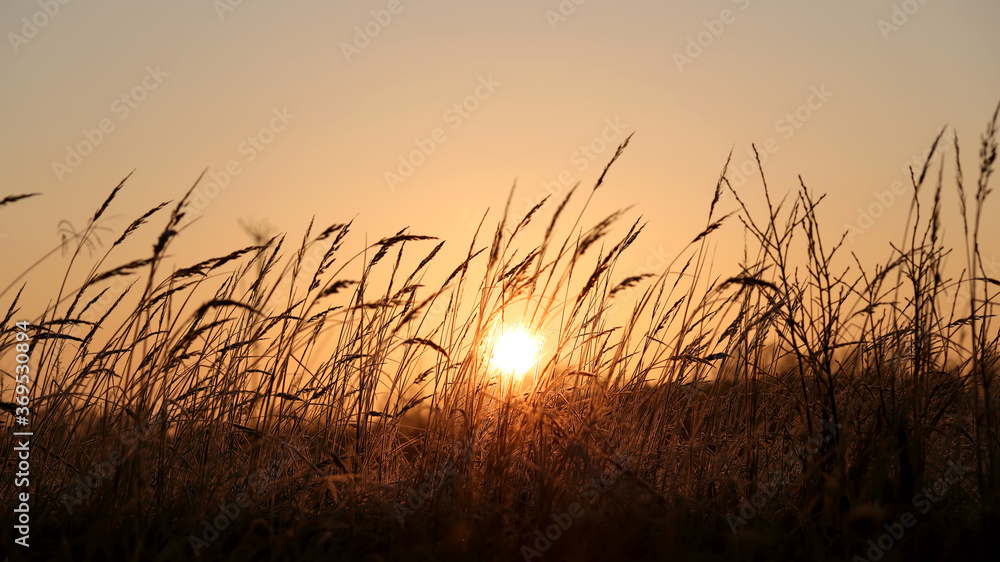 Silhouette of grass against the golden sunset background in summer time. Banner size.