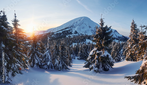 Majestic Petros mountain illuminated by sunlight. Magical winter landscape with snow covered trees at daytime