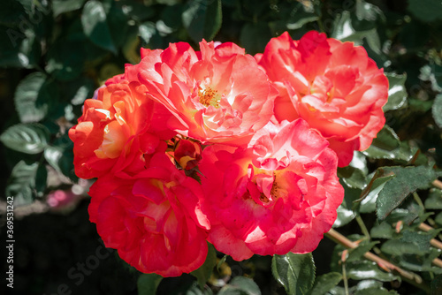colourful close up of several red and orange rose flower heads of the german gebrueder grimm rose