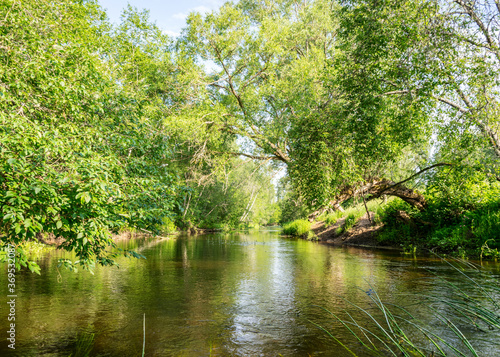 summer landscape with a small forest river  beautiful reflections in the water  summer wild river reflection landscape.