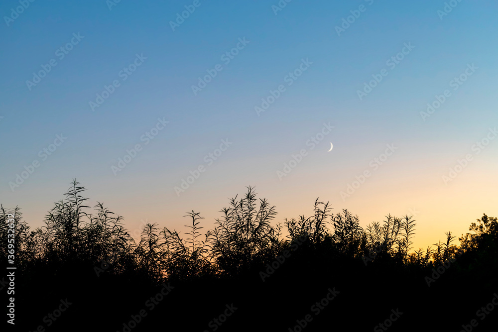 Silhouette of leaves on the background of the sunset sky with the moon.