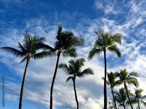 Palm trees against a blue sky backdrop