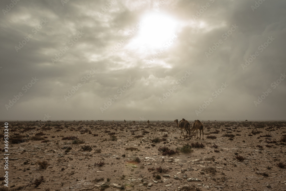 clouds over the field, camels clouds over the field, camels
