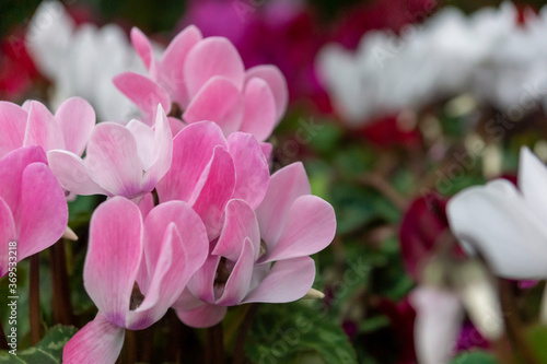 cyclamen pink and white in pots in the supermarket