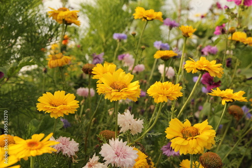 beautiful wild flowers in a field margin in zeeland, the netherlands in the countryside in summer with cornflowers, sunflowers and marguerites closeup