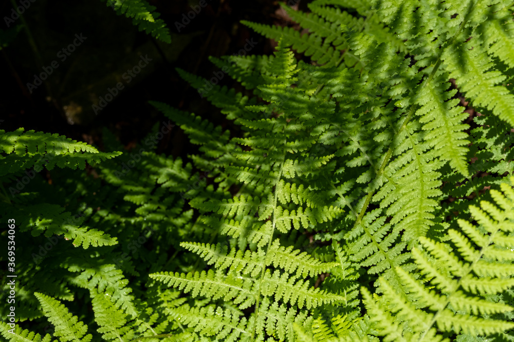 Overhead View of Ferns and Their Shadows