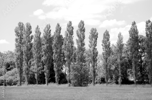 Foto Rangée de peupliers .