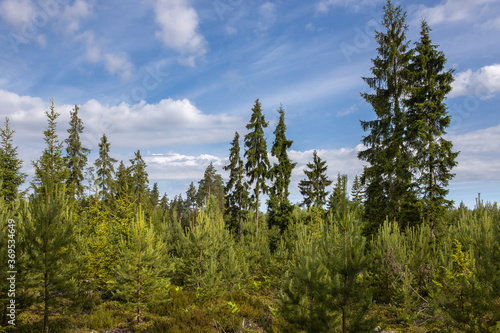Tall freestanding fir trees against the blue sky. Young pine trees grow in the foreground.