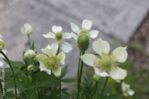 Fotografia tall thimbleweed flowers and seed head pods