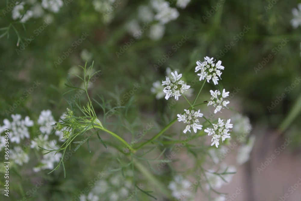 closeup of cilantro coriander plant flowers closeup of cilantro coriander plant flowers