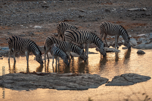 Zebras at waterhole