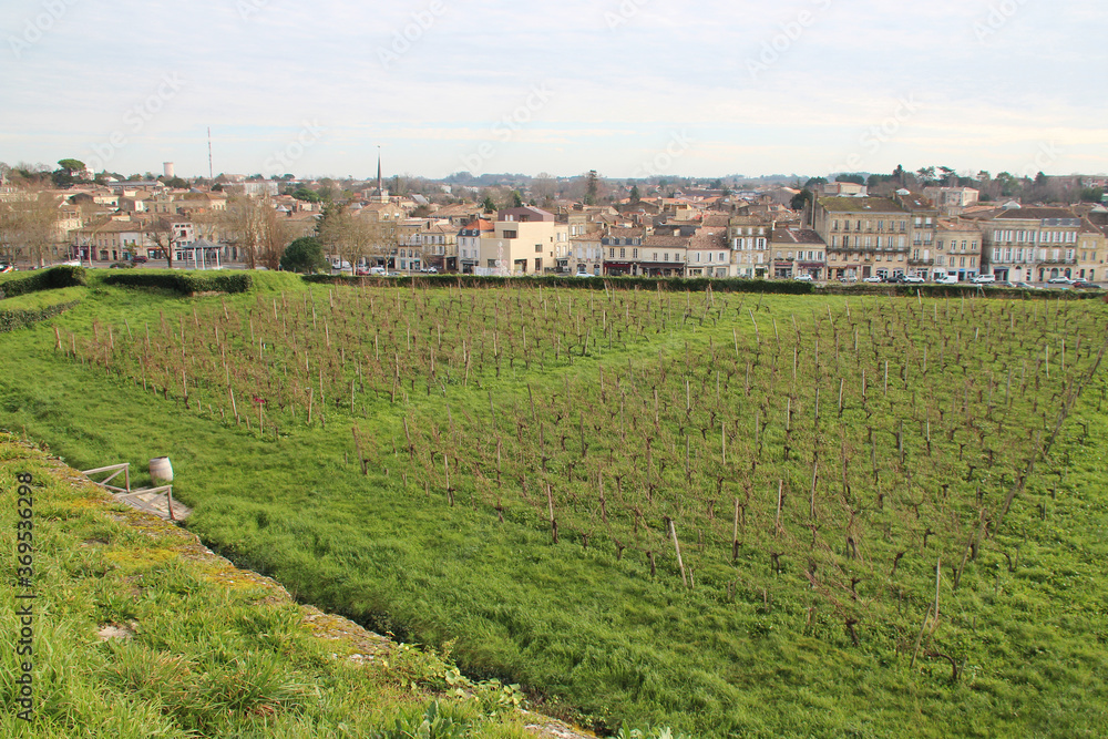 vineyard in blaye (france)