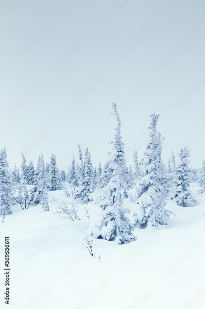 Winter minimalistic landscape with snow covered fir trees