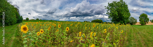 Panorama with some sunflowers on a sunny summer day with blue sky and some white clouds