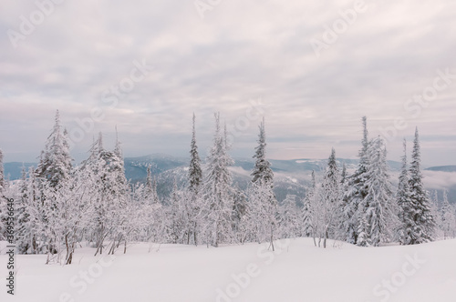 Snow-covered coniferous trees against the background of mountains, Sheregesh, Siberia