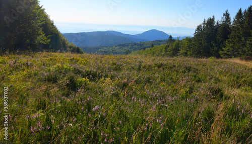 heidelandschaft auf dem champ du feu in den vogesen