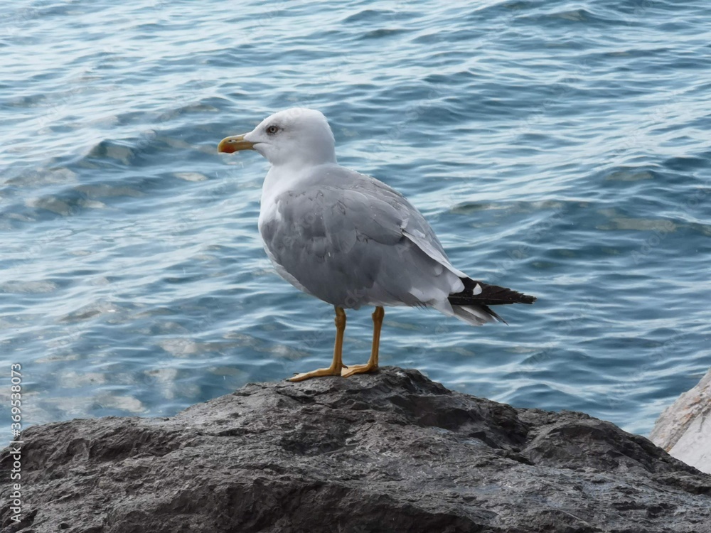 Fototapeta premium Gabbiani al mare