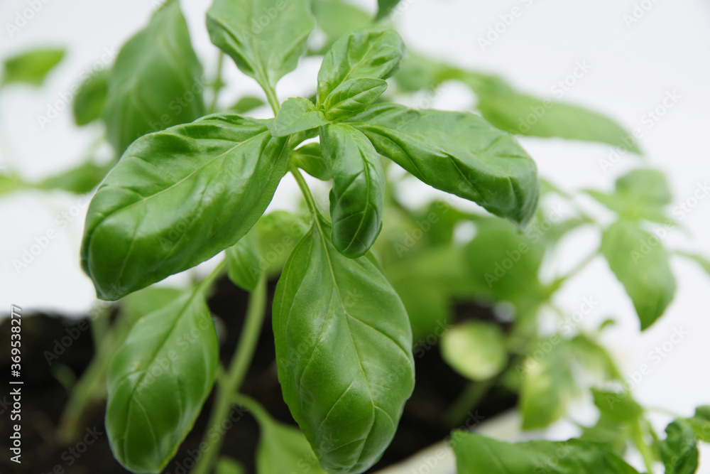 Green fresh basil leaf plant top view. Basil plant isolated on white background. Green leafs of basil plant. Closeup Green fresh basil leaf plant top view. Basil plant isolated on white background. Green leafs of basil plant. Closeup