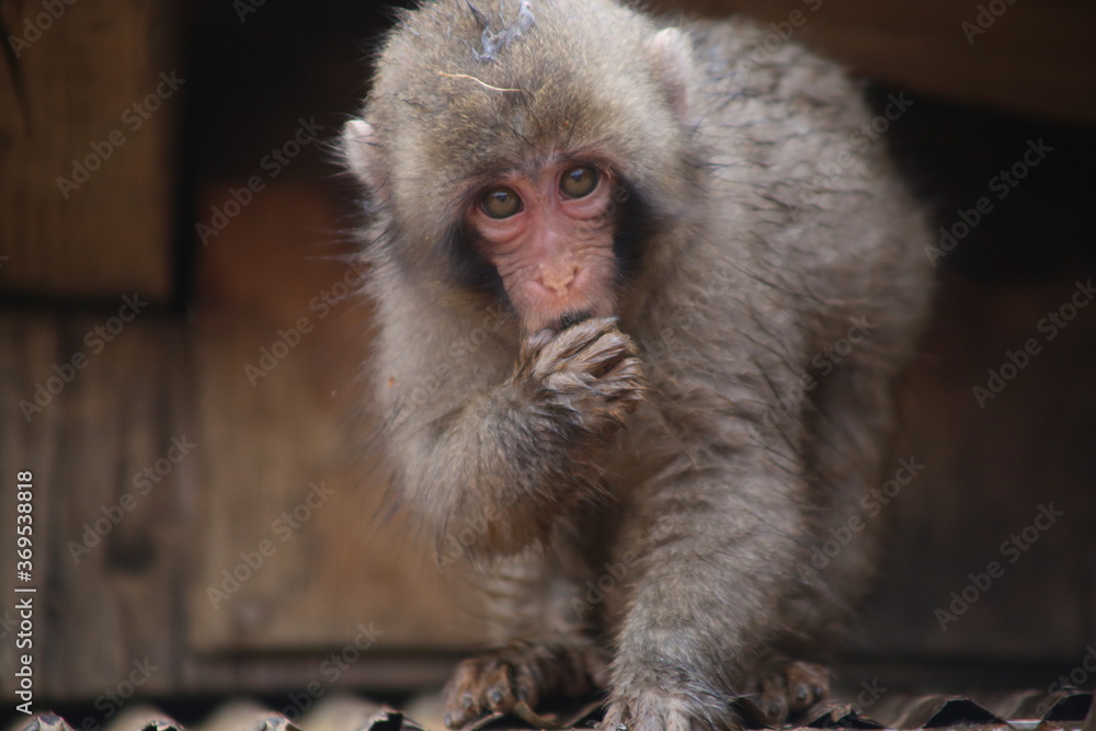 Fototapeta premium macaque - monkey park, Kyoto, Japan
