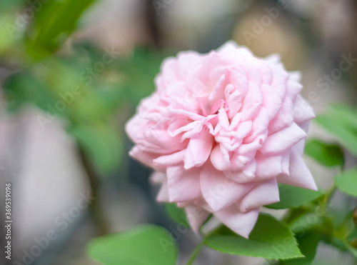 close up view of a pink rose in a garden