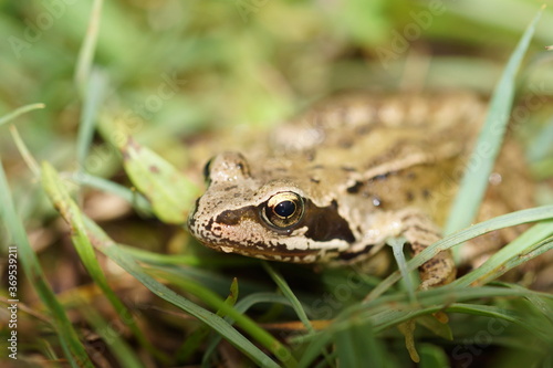 Common frog is grass