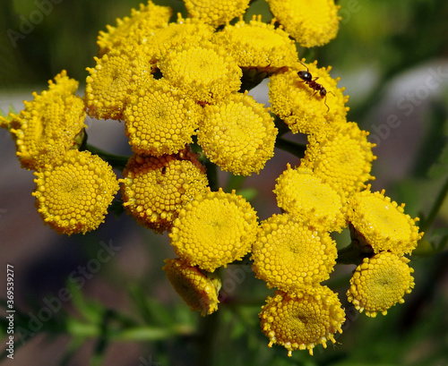 a plant with yellow inflorescences growing in ruderal and roadside areas in the suburbs of Białystok in Podlasie in Poland