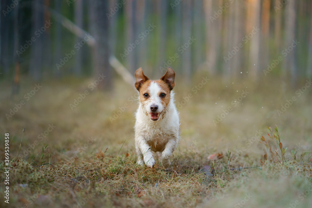 red and white dog runs in a pine forest. little active jack russell plays in nature. red and white dog runs in a pine forest. little active jack russell plays in nature.