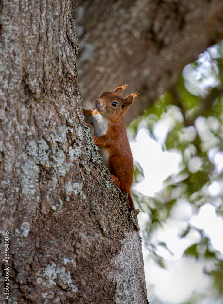 Obraz premium red squirrel on a tree