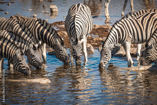 Zebras at waterhole  Etosha National Park  Namibia