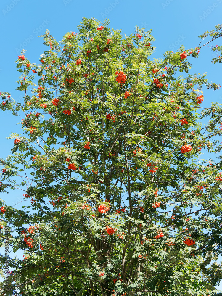(Sorbus aucuparia) Hohe Eberesche Landschaftsbau eingesetzt, Zierbaum mit Äste nach oben gerichtet, gefiedertes Laubblatt und Reife leuchtend roten, glatten, runden Früchte im Sommer