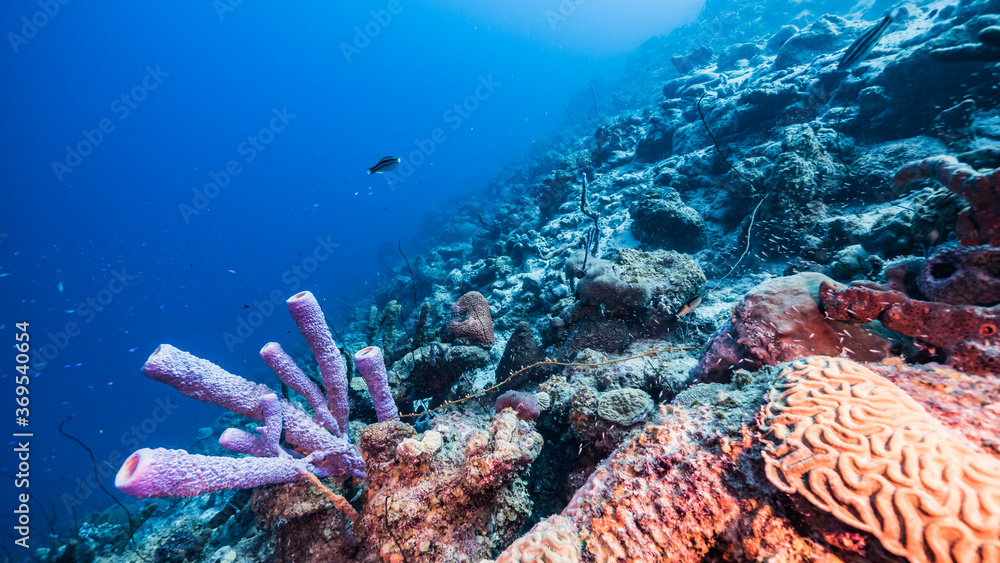 Seascape in turquoise water of coral reef in Caribbean Sea / Curacao with fish, coral and Stove-Pipe Sponge Seascape in turquoise water of coral reef in Caribbean Sea / Curacao with fish, coral and Stove-Pipe Sponge