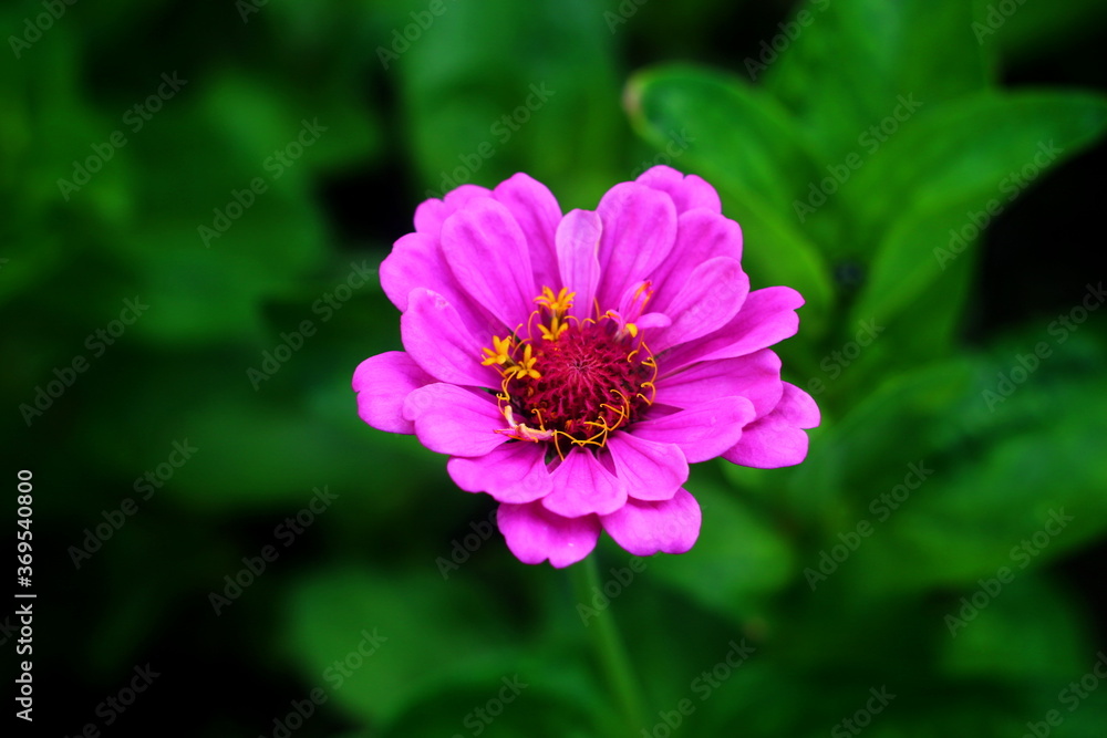 flower flower