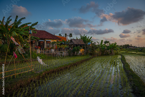 Sunset next to Umalas rice terraces, Bali