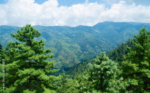 Pine trees and valleys and view of Himalayas in Shimla, India.