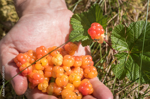 Handful of cloudberry and a cloudberry plant with a colorful fly on it. Foraging on wild forest fruits on the bog in Northern Europe. This Nordic berry tastes like cranberry and rich with vitamins.