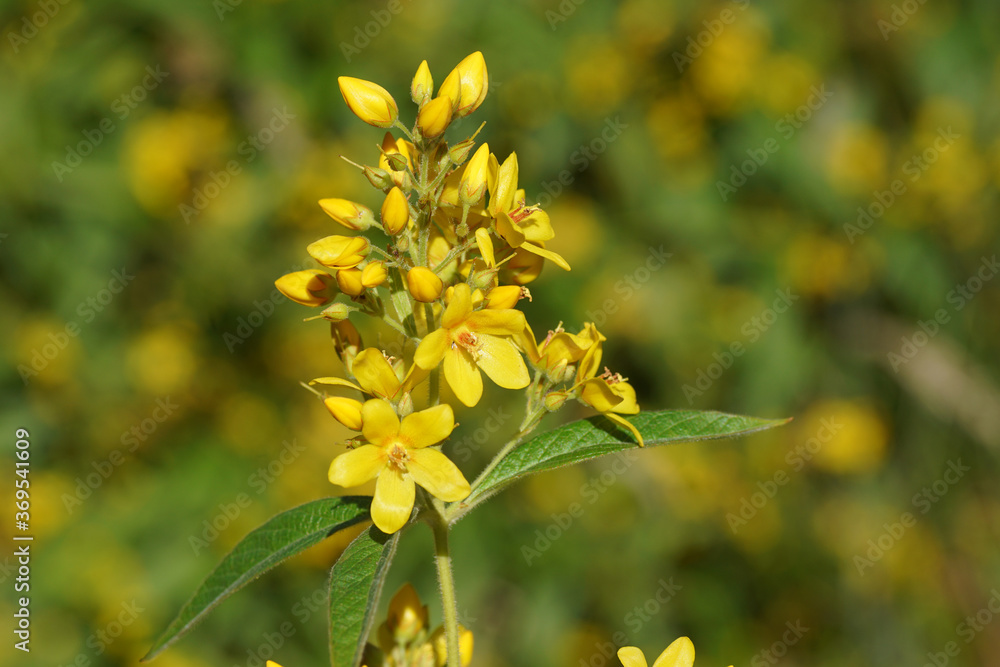 Flowers of Yellow loosestrife, garden loosestrife (Lysimachia vulgaris). Herbaceous perennial flowering plants in the primrose family (Primulaceae). Photographed in summer in the Dutch dunes. Flowers of Yellow loosestrife, garden loosestrife (Lysimachia vulgaris). Herbaceous perennial flowering plants in the primrose family (Primulaceae). Photographed in summer in the Dutch dunes.