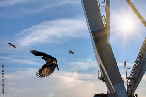 Foto birds fly