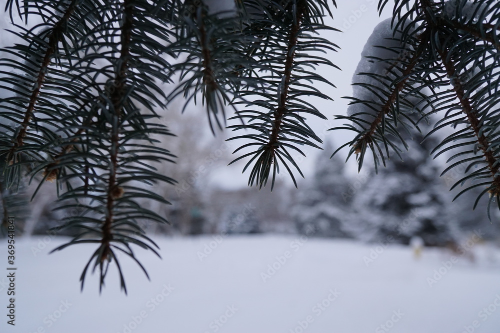 Obraz premium The pine branches in the snow