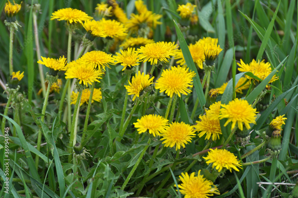 Dandelion (Taraxacum officinale) grows in nature in spring