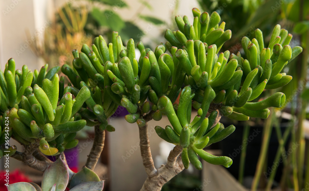 Gardening. Succulent plants. Closeup of a Crassula ovata Gollum, also known as Spoon Jade, green finger shaped leaves. Gardening. Succulent plants. Closeup of a Crassula ovata Gollum, also known as Spoon Jade, green finger shaped leaves.