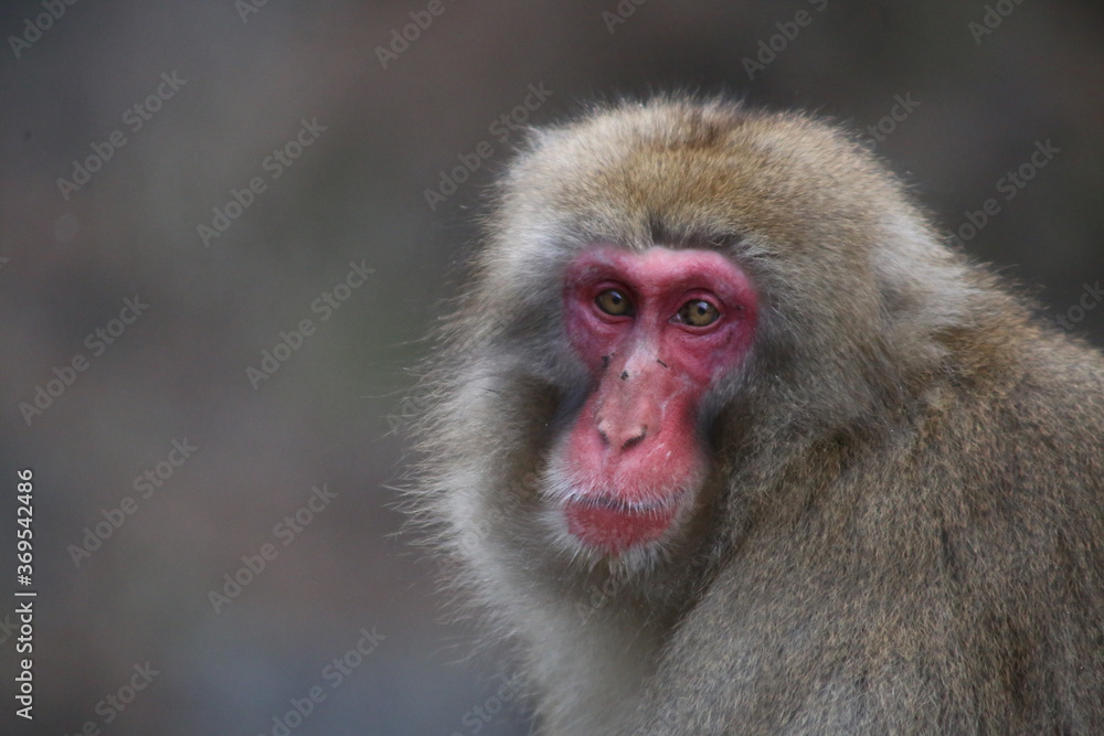 Japanese Macaque at Jigokudani hot spring Japanese Macaque at Jigokudani hot spring