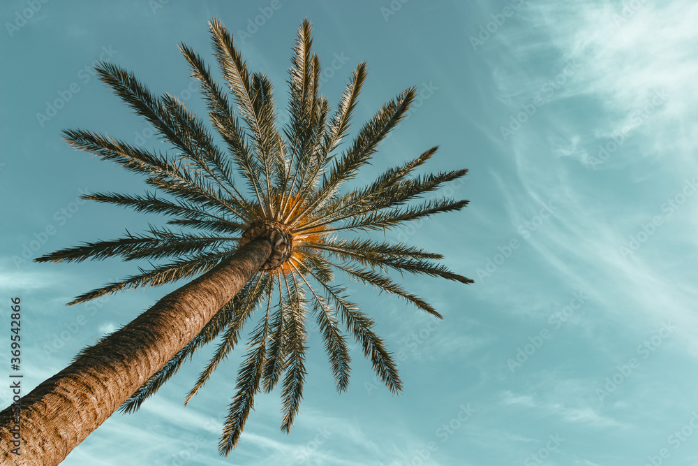 Palm tree low angle perspective view with blue sky and winding clouds.