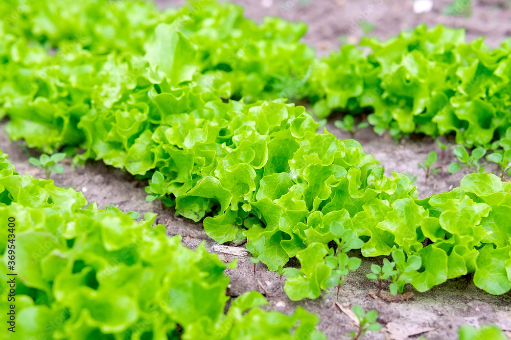salad plants agriculture in the greenhouse organic vegetable hydroponic system, selective focus salad plants agriculture in the greenhouse organic vegetable hydroponic system, selective focus
