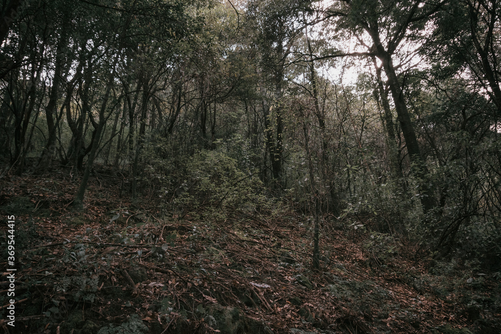 Fototapeta premium Dark landscape of the woodland