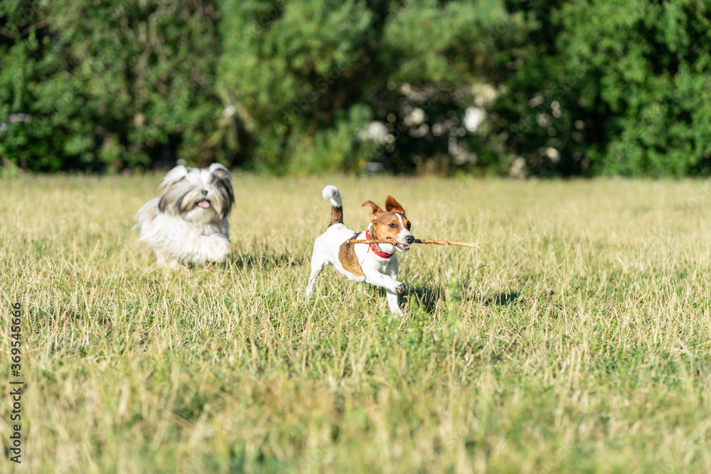 pies zwierzak domowy jack russel terrier pies zwierzak domowy jack russel terrier