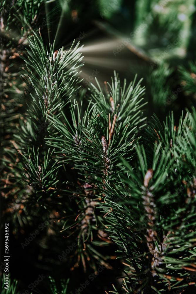 Closeup photo of green needle pine tree. Christmas theme. Natural background. Closeup photo of green needle pine tree. Christmas theme. Natural background.